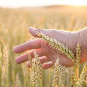 agriculture